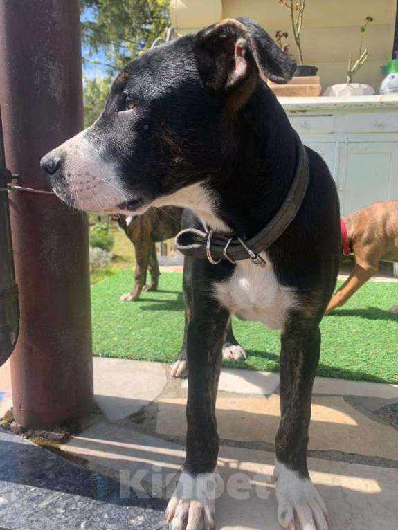 Собаки в Лосином-Петровском: Потерялся щенок Питбуля, 4 месяца  Мальчик, 1 руб. - фото 3