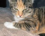 Кошки в Москве: Маленькое солнышко, милейший котенок Лапушка в добрые руки Девочка, Бесплатно - фото 4
