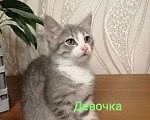 Кошки в Москве: Малышка в поисках дома Девочка, 10 руб. - фото 2