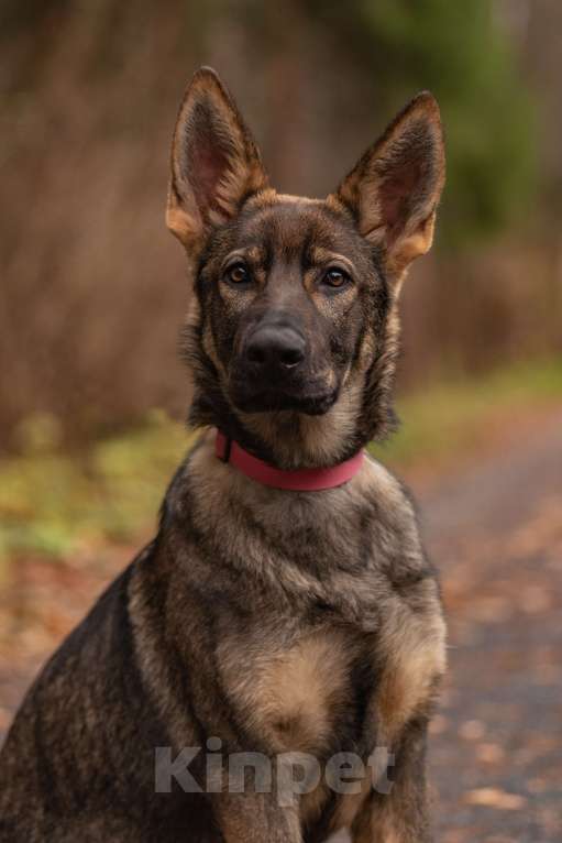 Собаки в Бронницах: Щенок немецкой овчарки Девочка, 50 000 руб. - фото 1
