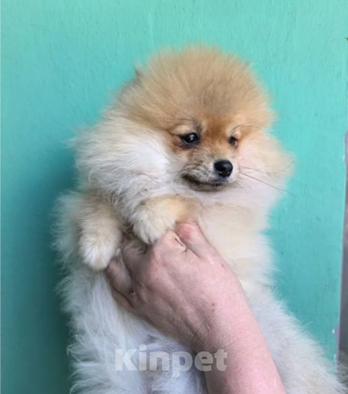 Собаки в Казани: Продаю щенков померанского шпица РКФ Мальчик, 40 000 руб. - фото 3