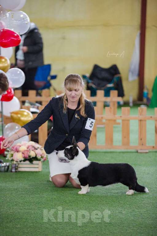 Собаки в Саратове: Вельш Корги Кардиган щенок мальчик Мальчик, Бесплатно - фото 2