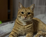 Кошки в Астрахани: Рыжий котик Мальчик, Бесплатно - фото 1