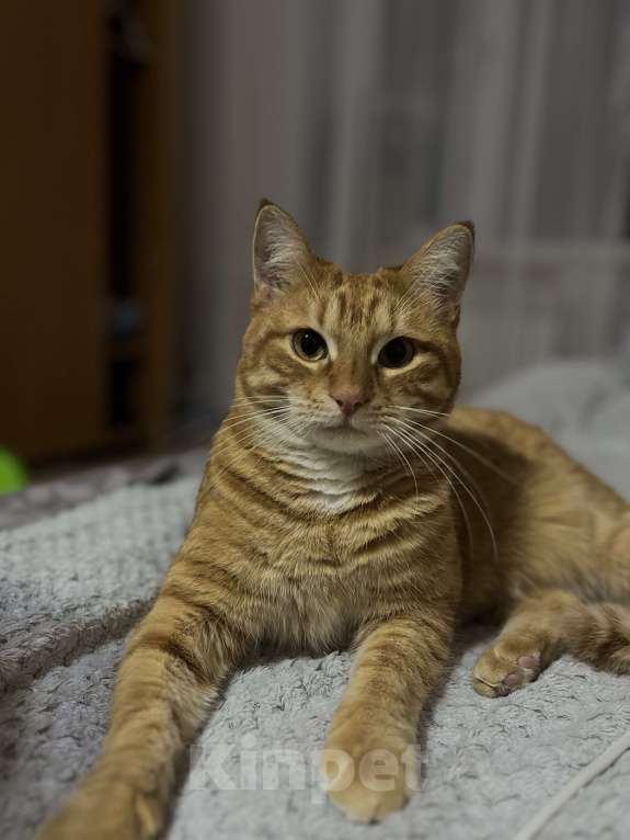 Кошки в Астрахани: Рыжий котик Мальчик, Бесплатно - фото 1