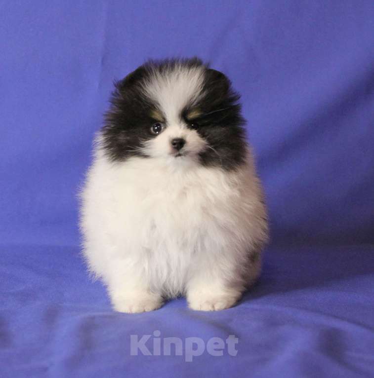 Собаки в Люберцах: Девочка шпица, триколорка Девочка, 50 000 руб. - фото 1