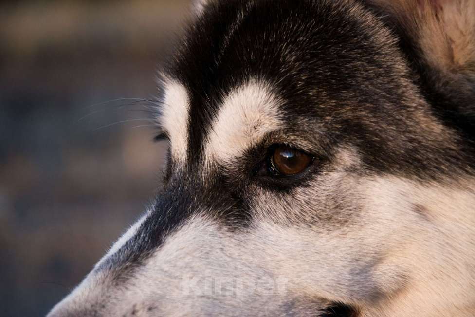 Собаки в Волгограде: Щенок сибирский хаски  Мальчик, Бесплатно - фото 2