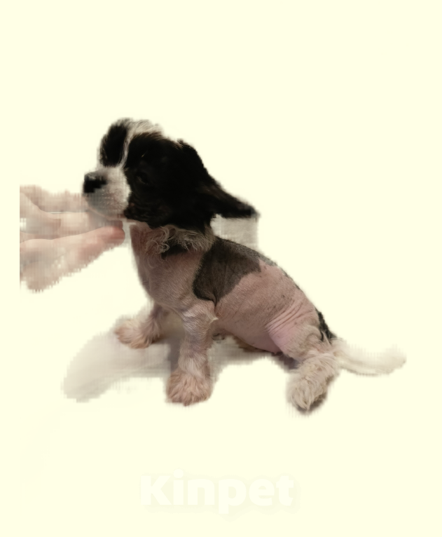 Собаки в Санкт-Петербурге: Китаечка мини Девочка, 50 000 руб. - фото 3