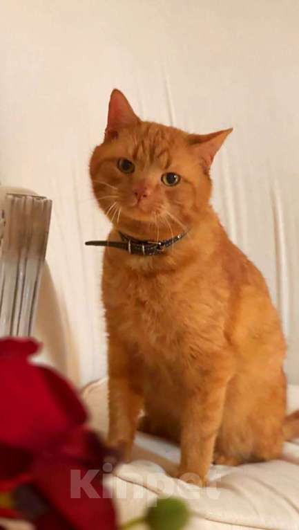 Кошки в Люберцах: Ищу добрые и ответственные руки для Апельсина Мальчик, Бесплатно - фото 2