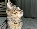 Кошки в Ижевске: Котенок в добрые руки  Мальчик, Бесплатно - фото 2