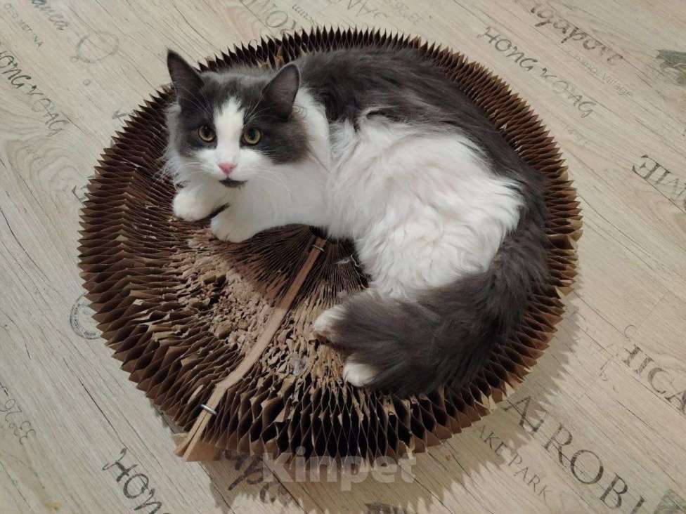 Кошки в Москве: Шикарный пушистый котик Мотя ищет дом! Мальчик, Бесплатно - фото 1