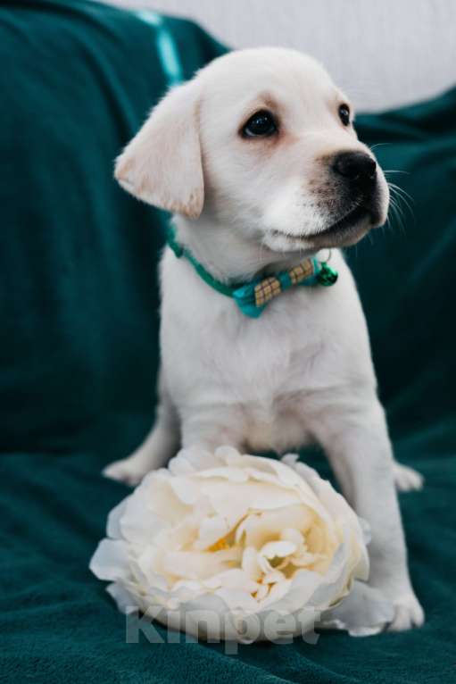 Собаки в Москве: Лабрадор-ретривер, щенок Мальчик, Бесплатно - фото 3