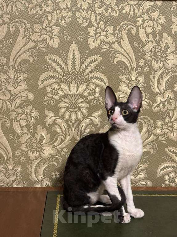 Кошки в Санкт-Петербурге: Котёнок корниш -рекс Мальчик, 40 000 руб. - фото 3