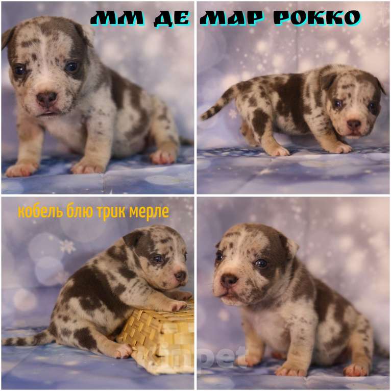 Собаки в Всеволожске: ММ ДЕМАР РОККО Мальчик, Бесплатно - фото 1