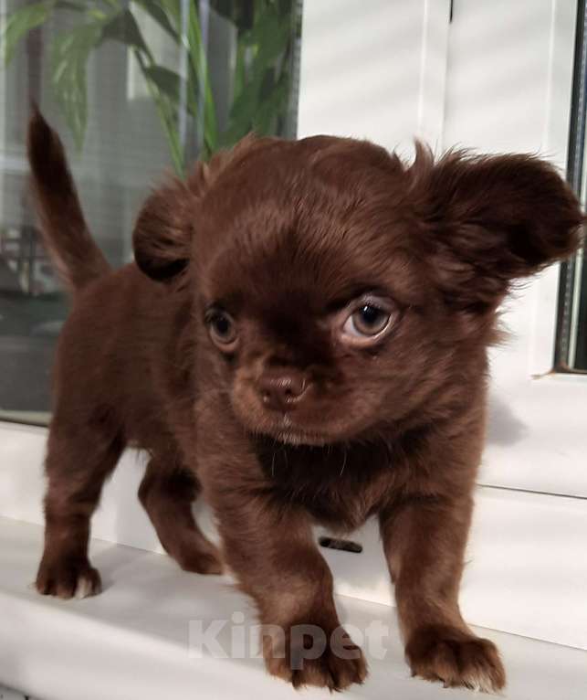 Собаки в Казани: Продаю щенков чихуахуа Девочка, 50 000 руб. - фото 3