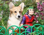 Собаки в Волгограде: Девочка корги Девочка, Бесплатно - фото 1