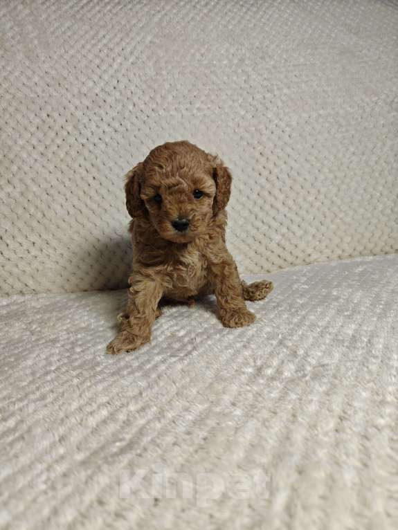 Собаки в Подольске: Щенок той пуделя ркф Мальчик, 100 000 руб. - фото 1