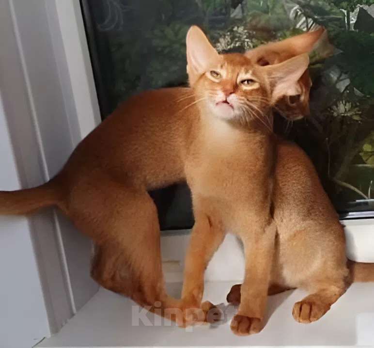 Кошки в Нижнем Новгороде: Абиссинская принцесса Девочка, Бесплатно - фото 7