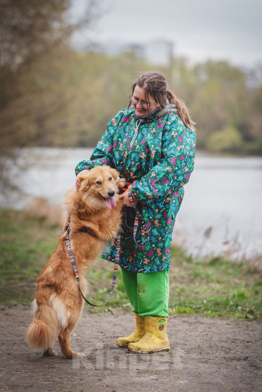 Собаки в Москве: Собака из приюта в добрые руки Мальчик, 99 руб. - фото 10