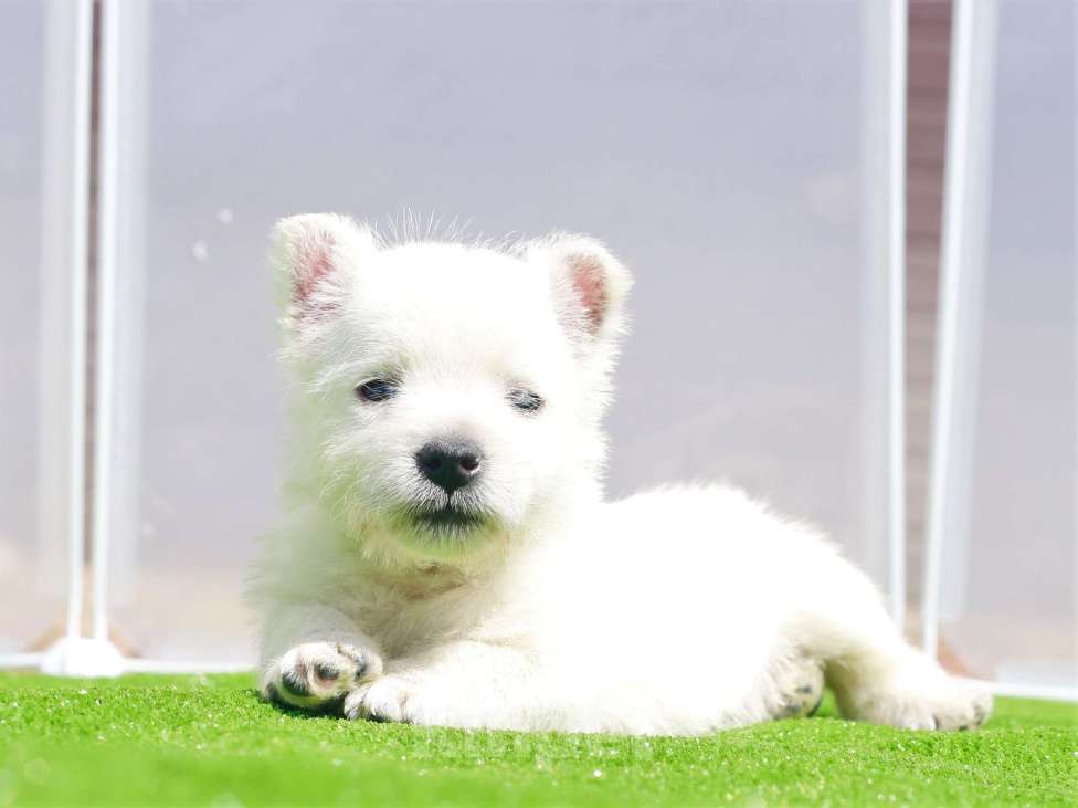 Собаки в Москве: вест хайленд вайт терьер Мальчик, 120 000 руб. - фото 6