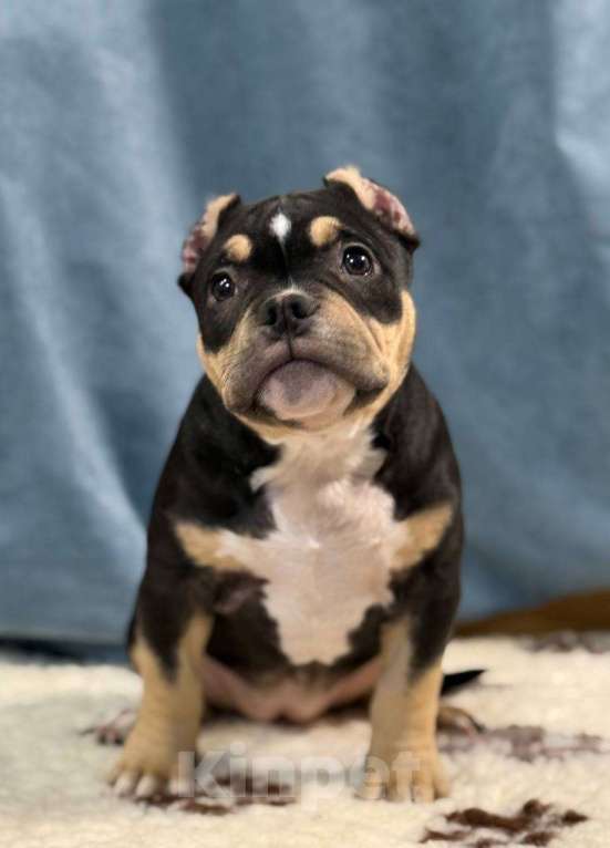 Собаки в Санкт-Петербурге: Продам Девочка, 100 000 руб. - фото 3