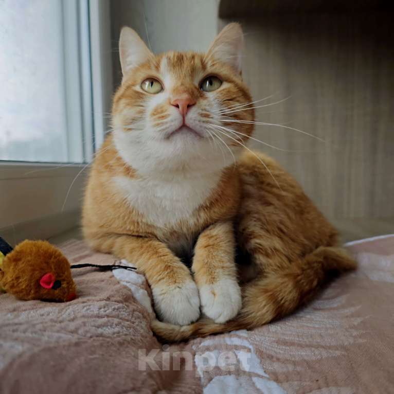 Кошки в Москве: Рыжик Мальчик, 1 руб. - фото 1