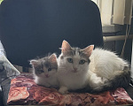Кошки в Воронеже: Котенок Девочка, 500 руб. - фото 2