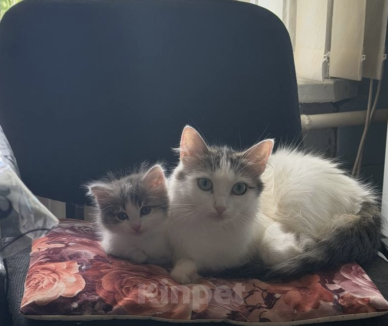 Кошки в Воронеже: Котенок Девочка, 500 руб. - фото 2