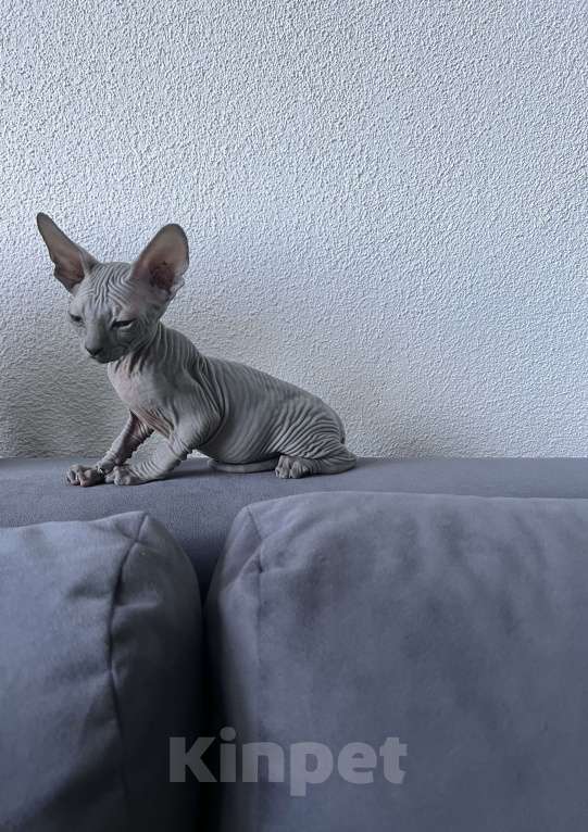 Кошки в Ярославле: Котенок породы Канадский сфинкс  Мальчик, 13 000 руб. - фото 3