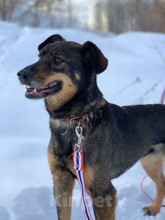 Собаки в Москве: Лика Девочка, Бесплатно - фото 6