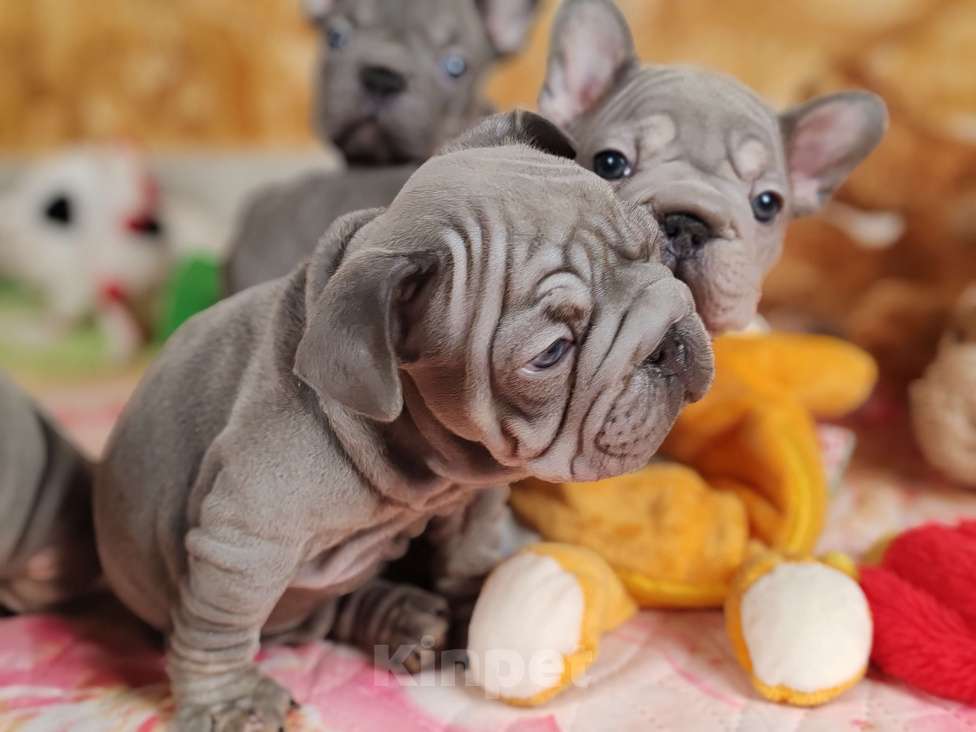 Собаки в Санкт-Петербурге: Шикарная лиловая девочка Бигроп вельвет Девочка, 120 000 руб. - фото 5