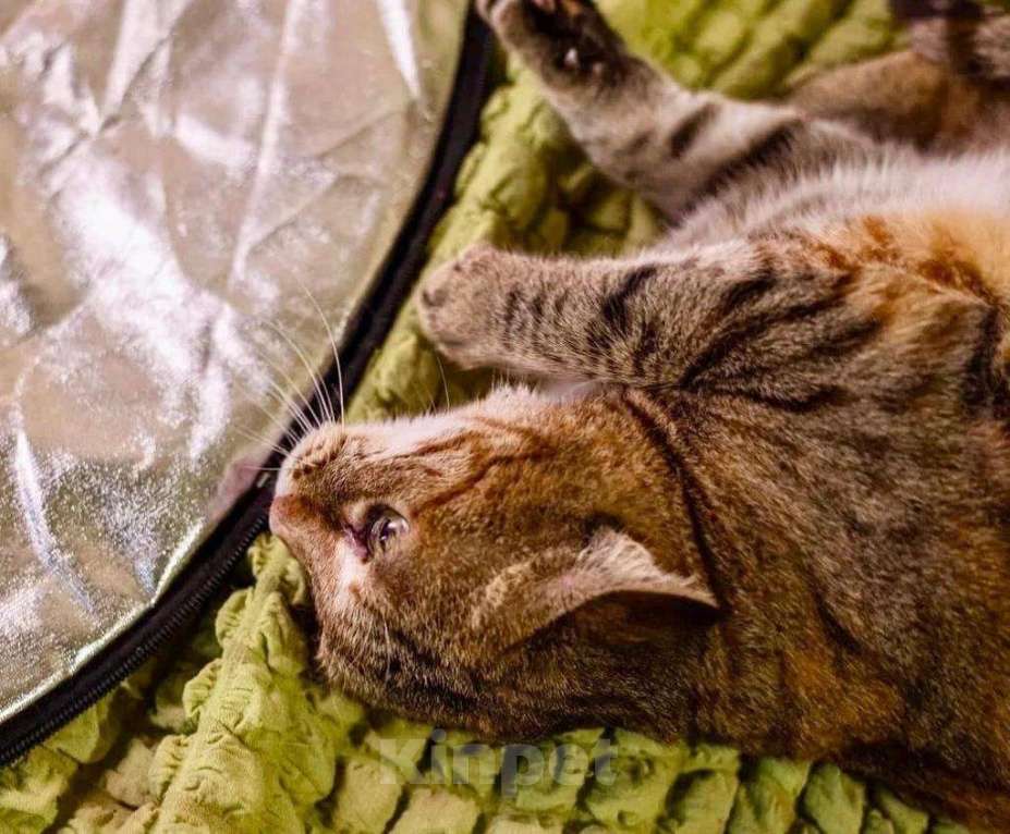 Кошки в Москве: Кругленькая очаровашка кошка Шерочка в дар Девочка, Бесплатно - фото 8