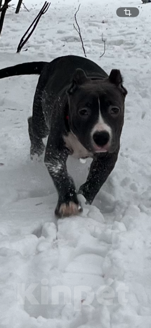 Собаки в Мурманске: Американский булли Девочка, Бесплатно - фото 2