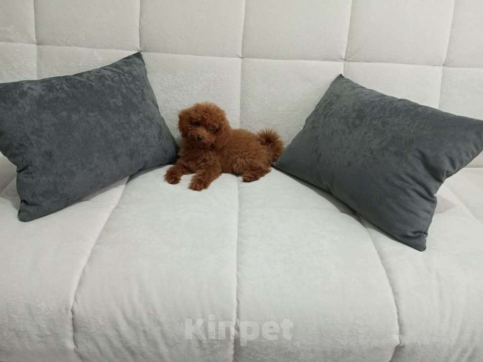 Собаки в Лиски: Той-пудель  Мальчик, 90 000 руб. - фото 4