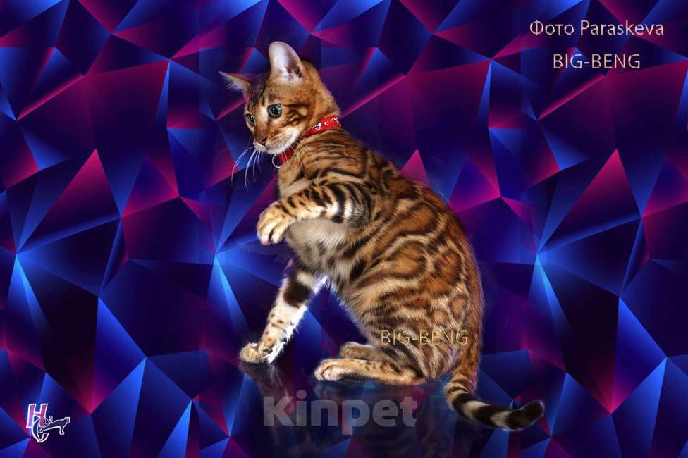 Кошки в Санкт-Петербурге: бенгальский мальчик Мальчик, 40 000 руб. - фото 4