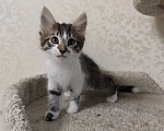 Кошки в Химках: Котенок мальчик Мальчик, Бесплатно - фото 6