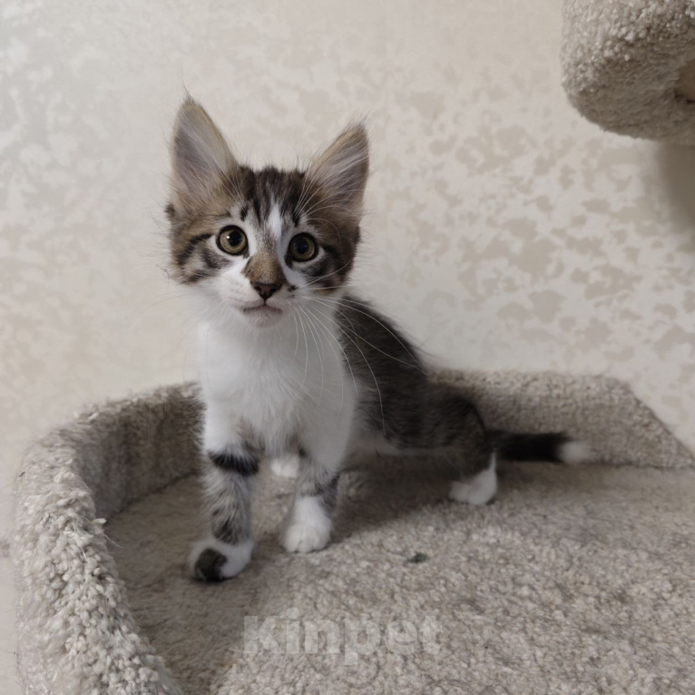 Кошки в Химках: Котенок мальчик Мальчик, Бесплатно - фото 6