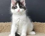 Кошки в Уссурийске: Шикарная кошечка породы Мейн-кун Девочка, 30 000 руб. - фото 1