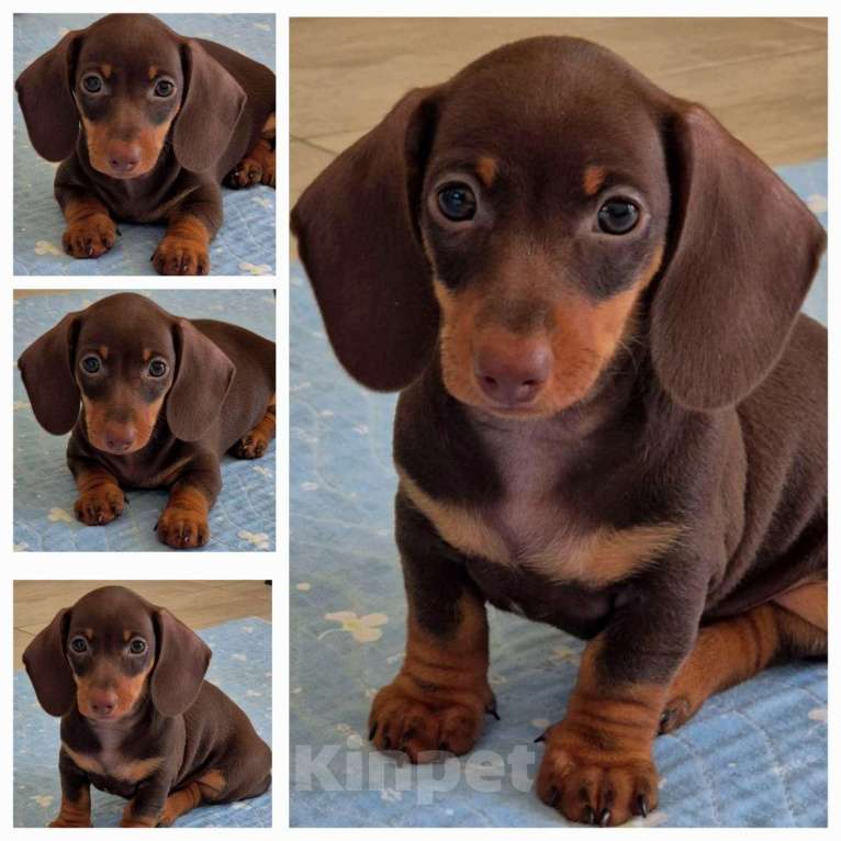 Собаки в Москве: Такса миниатюрная- шоколадный мальчик Мальчик, 45 000 руб. - фото 3