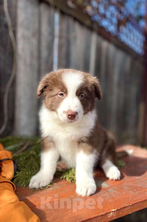 Собаки в других городах Алтайского края: Щенок Бодер Колли Мальчик, 160 000 руб. - фото 1