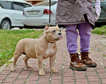 Собаки в Курске: Девочка булли палевая Девочка, 150 000 руб. - фото 1