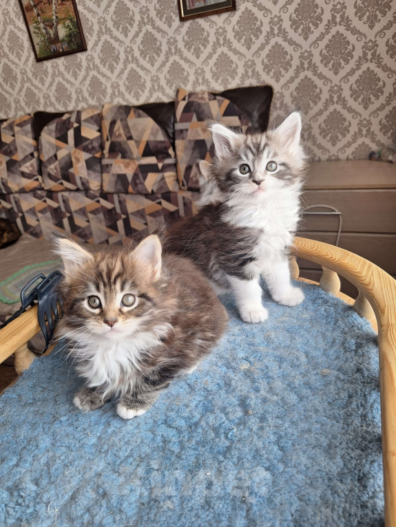 Кошки в Москве: Котята мейн кун Мальчик, 30 000 руб. - фото 5