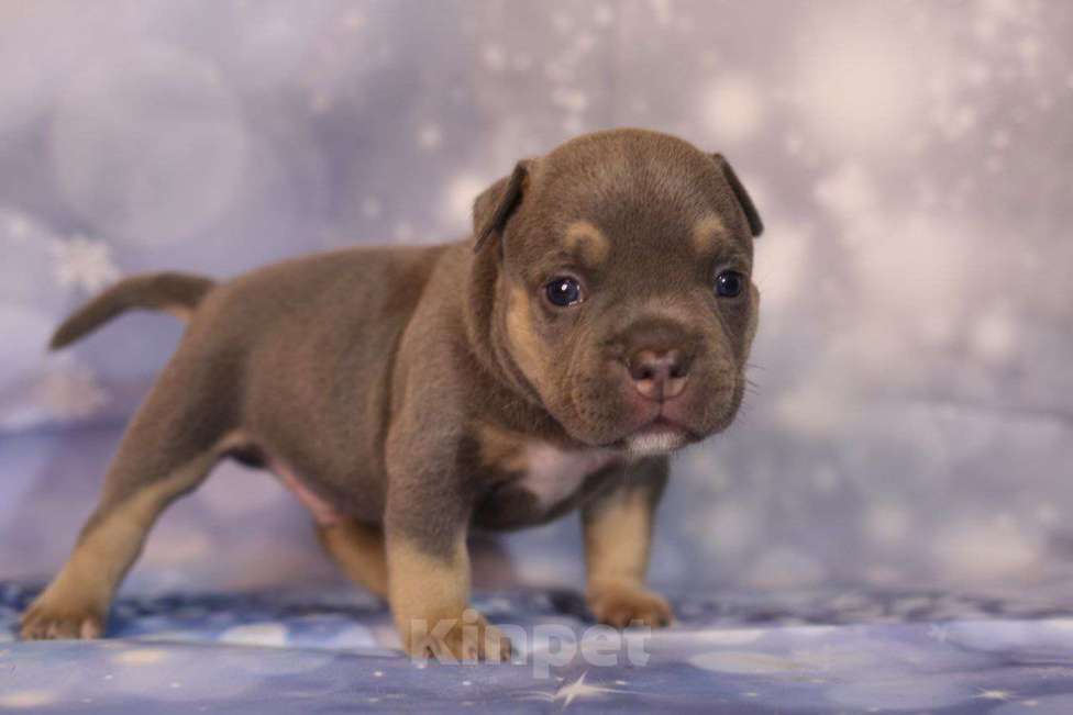 Собаки в Всеволожске: ММ ДАВИД КЬЯНТИ Мальчик, Бесплатно - фото 5