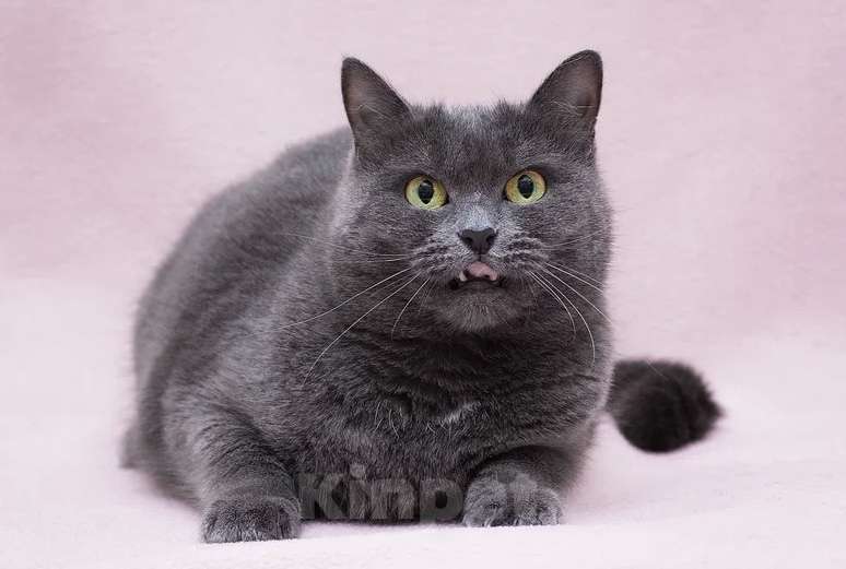 Кошки в Москве: Кошка Марсельеза, не родись красивой …  Девочка, Бесплатно - фото 2