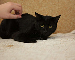 Кошки в Москве: Ласковая молоденькая кошка Лизонька в добрые руки Девочка, Бесплатно - фото 3