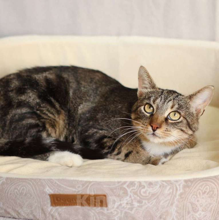 Кошки в Москве: Самый ласковый котик Колизей Мальчик, Бесплатно - фото 4