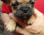 Собаки в Омске: Продаем щенков французкого бульдога Мальчик, Бесплатно - фото 1
