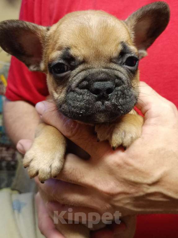 Собаки в Омске: Продаем щенков французкого бульдога Мальчик, Бесплатно - фото 1