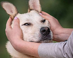 Собаки в других городах Владимирской области: Белоснежка в добрые руки) Девочка, Бесплатно - фото 1