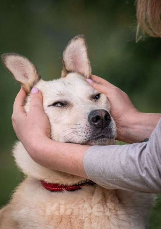 Собаки в других городах Владимирской области: Белоснежка в добрые руки) Девочка, Бесплатно - фото 1