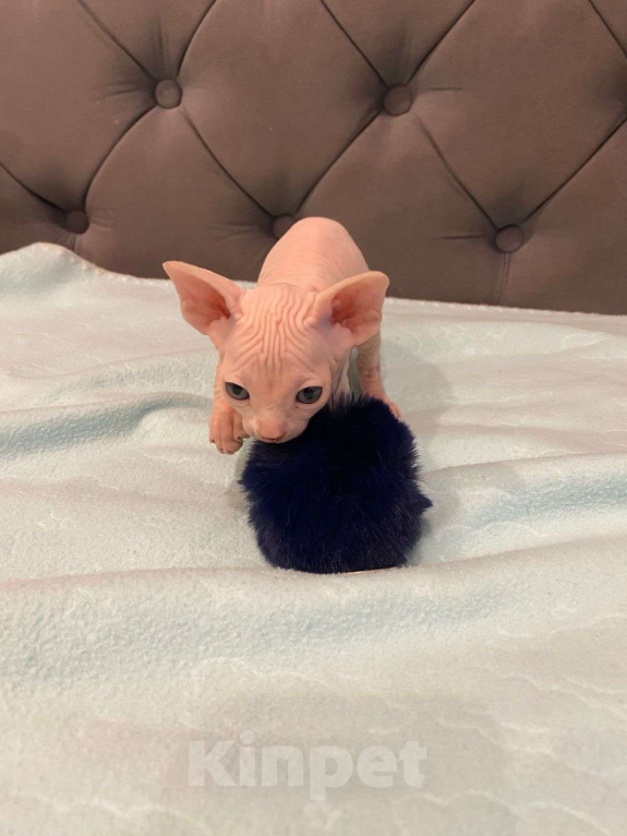 Кошки в Москве: Топовые котята эльф  Мальчик, 60 000 руб. - фото 10